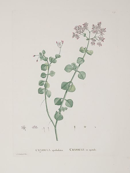 File:Plantarum historia succulentarum = (Plate 49) BHL280848.jpg