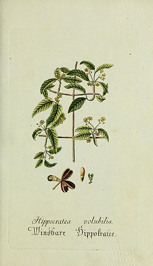 Plantarum indigenarum et exoticarum icones ad vivum coloratae, oder, Sammlung nach der Natur gemalter Abbildungen inn- und ausländlischer Pflanzen, für Liebhaber und Beflissene der Botanik (14229766315).jpg