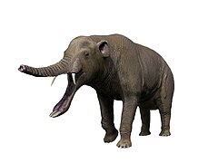 Platybelodon grangeri (Gomphotheriidae)