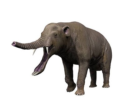 Platybelodon NT small.jpg