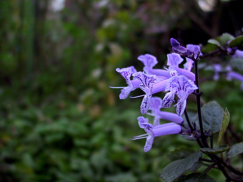 File:Plectranthus.jpg