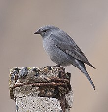 Tüylü Sierra-finch.jpg