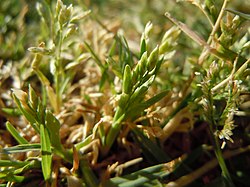 Murunurmikas (Poa annua)