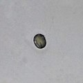Pollen of Bauhinia variegata 2.jpg