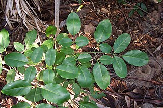 <i>Polyscias elegans</i> Species of tree