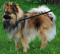 Seekor anjing Pomerania