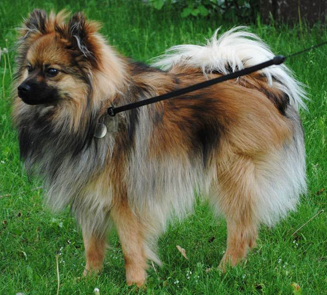 File:Pomeranian-6000.jpg