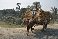 Pony Carrying Haystack - NH-34 - Debagram - Nadia 2014-11-28 0006.JPG