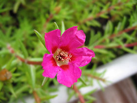 Portulaca grandiflora flower.jpg