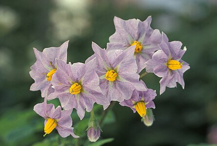 English: Macro foto of flowers of a potato plant Deutsch: Makrofoto von Blüten einer Kartoffelpflanze