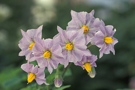 Tập_tin:Potato_flowers.jpg