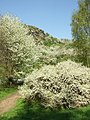 Čeština: Dubnová příroda na severozápadním okraji Prahy, kvetoucí stromy a keře v soutěsce Džbán v Divoké Šárce nápověda English: Nature in late April near northwest border of Prague, CZ help