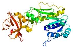 Протеин ALDH1L1 PDB 1s3i.png