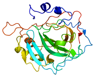 <span class="mw-page-title-main">Carbonic anhydrase II</span> Protein-coding gene in the species Homo sapiens