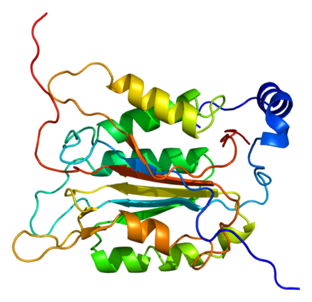 Protein CASP1 PDB 1bmq.png