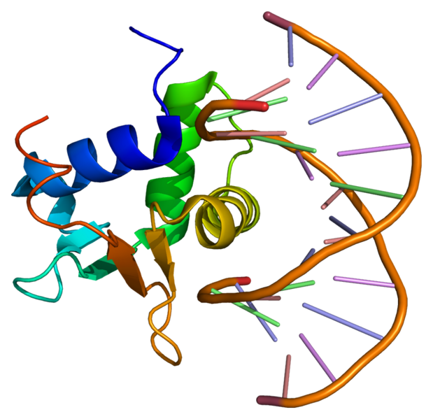 File:Protein ELK4 PDB 1bc7.png