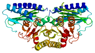 Inositol monophosphatase