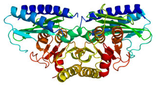 <span class="mw-page-title-main">Inositol monophosphatase 2</span> Protein-coding gene in the species Homo sapiens