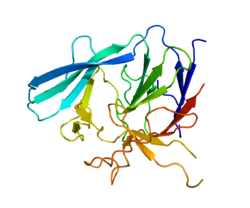 پروتئین PELI2 PDB 3EGA.png