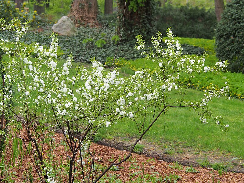 File:Prunus glandulosa 'Alba Plena' Wiśnia gruczołkowata 2023-07-23 02.jpg