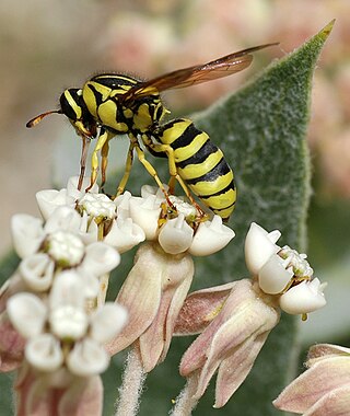 <i>Pseudomasaris coquilletti</i> Species of wasp