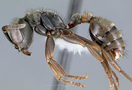 Pseudomyrmex browni