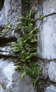 Pteris vittata.jpg