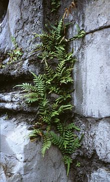 Pteris vittata.jpg