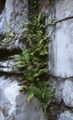 Gebänderter Saumfarn (Pteris vittata)