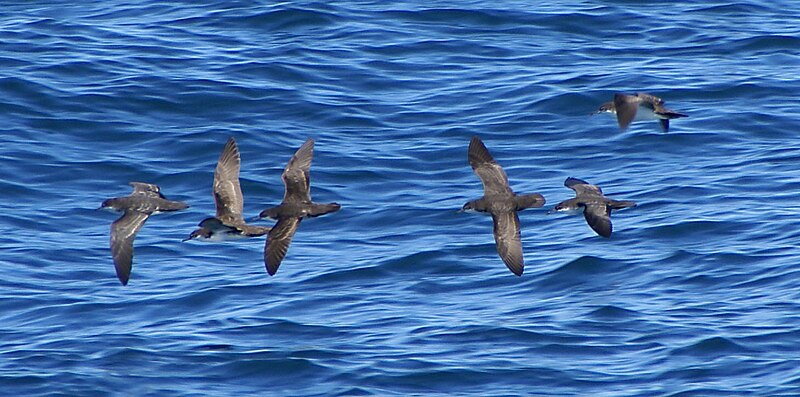 File:Puffinus subalaris Galapagos.jpg