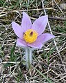 Große Kuhschelle (Pulsatilla grandis)