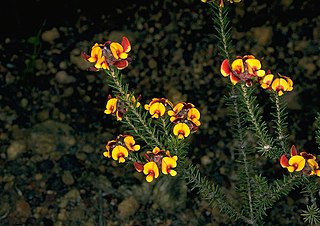 <i>Pultenaea verruculosa</i> Species of flowering plant