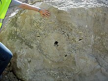 Thrombolites in the basal part of the Purbeck Group, Isle of Portland PurbeckFormationPortland.jpg