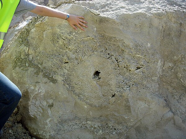 Thrombolites in the basal part of the Purbeck Group, Isle of Portland