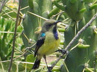 Sunbird, Purple Cinnyris bifasciatus