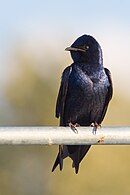 aves De Argentina