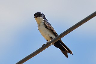 Blue-and-white swallow Species of bird