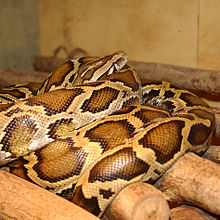 Indian python, P. molurus