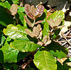 Quercus costaricensis 2.jpg