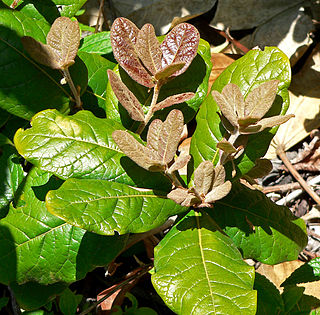 <i>Quercus costaricensis</i> species of plant