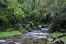 File:Río_que_atraviesa_el_Parque_Nacional_Desierto_de_los_Leones.jpg