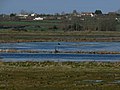 RSPB West Sedgemoor nature reserve - lake.jpg