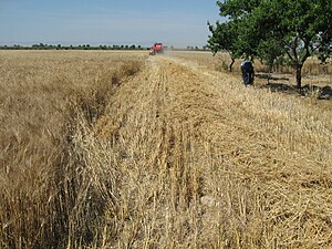 Triticum: Generalità, Tassonomia, Alimentazione