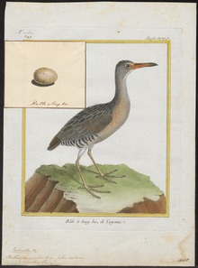 Rallus longirostris - 1700-1880 - Chop etish - Iconographia Zoologica - Maxsus to'plamlar Amsterdam universiteti - UBA01 IZ17500025.tif