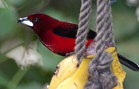 Ramphocelus dimidiatus -Ancon Hill -Panama City-8.jpg