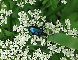 Raudonpilvis eglėlindis (Gaurotes virginea)