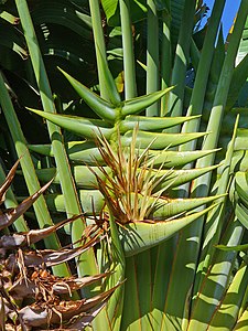 Ravenala madagascariensis Inflorescence