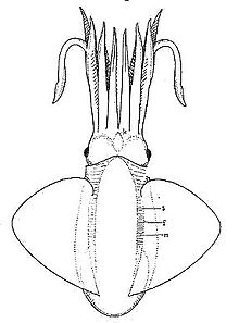 שחזור של trachyteuthis hastiformis.jpg