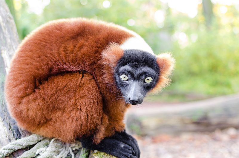 File:Red-ruffed Lemur (15004271943).jpg