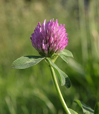 Red clower